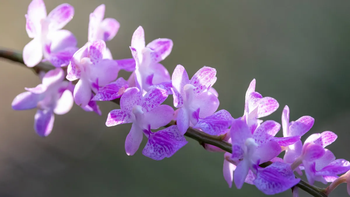 Spray of lilac orchids, Laos — Nicolas Marincic