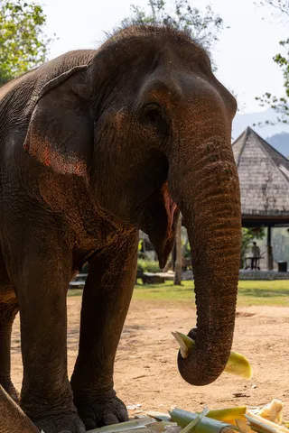 Asian elephant feeding at a sanctuary, Laos — Nicolas Marincic