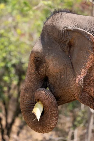 Elephant curling its trunk around food, Laos — Nicolas Marincic