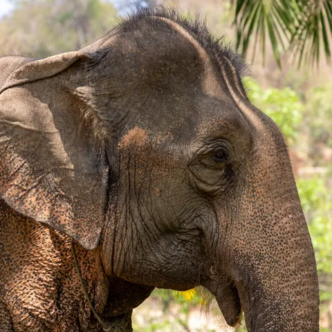 Close-up of an elephant’s head, Laos — Nicolas Marincic