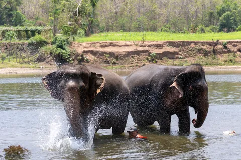Elephants splashing in the Nam Khan, Laos — Nicolas Marincic