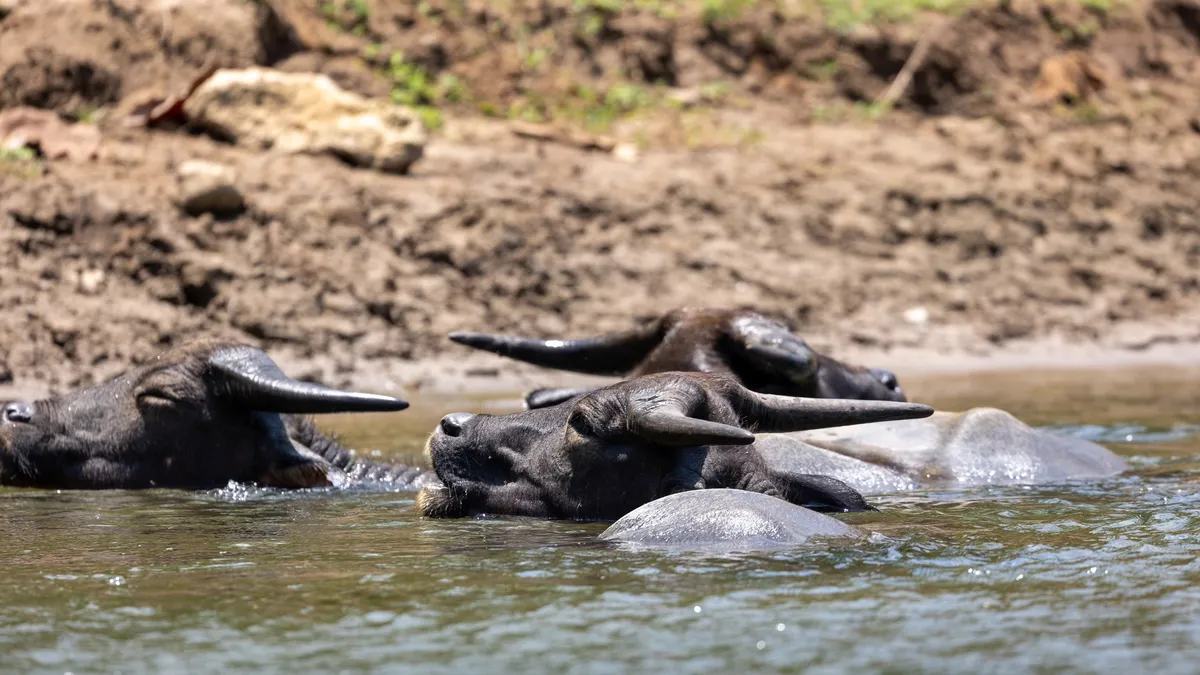 Water buffaloes wallowing in the river, Laos — Nicolas Marincic