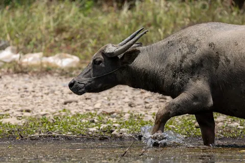 Water buffalo crossing the riverbank, Laos — Nicolas Marincic