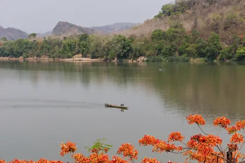 Flame tree blossoms on the riverbank, Laos — Nicolas Marincic