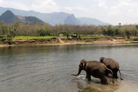 Elephants wading across the river, Laos — Nicolas Marincic