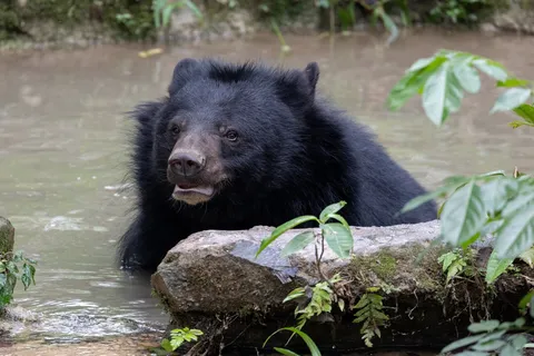 Asiatic black bear by the water, Laos — Nicolas Marincic