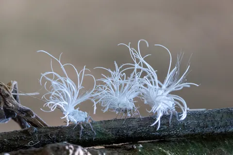 Planthopper nymphs with waxy filaments, Laos — Nicolas Marincic