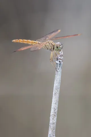 Dragonfly perched on a stem — Nicolas Marincic