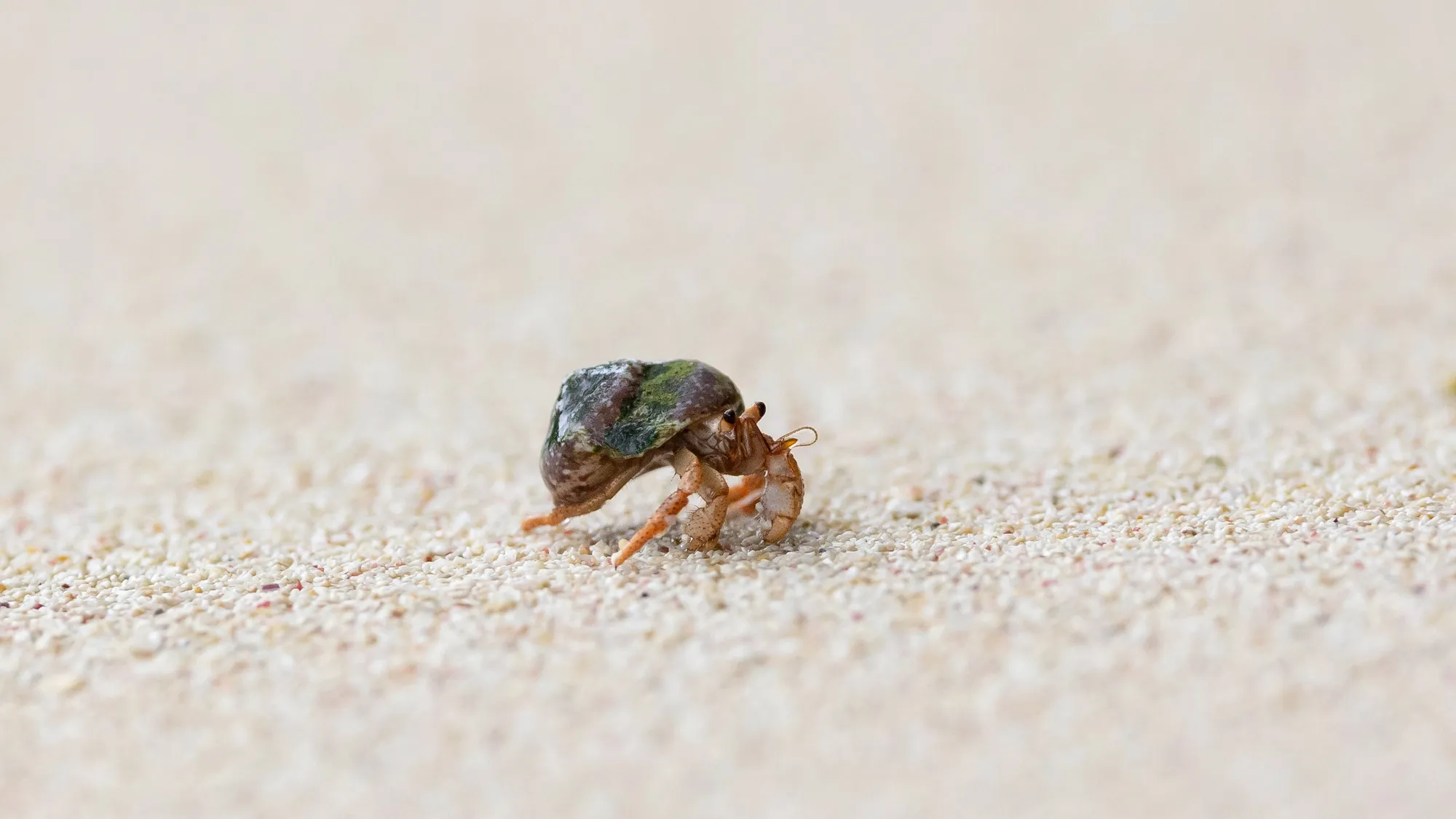 Tiny hermit crab on the sand — Nicolas Marincic