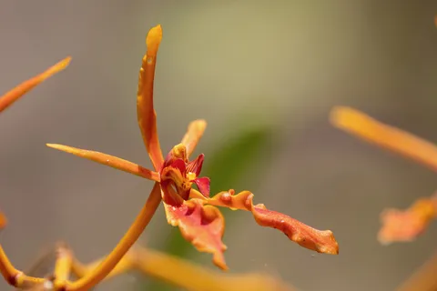 Orange orchid flower — Nicolas Marincic