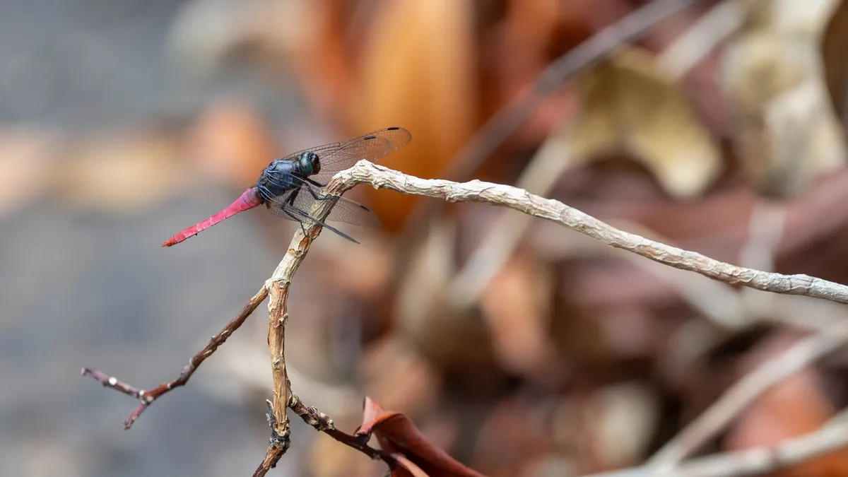Red dragonfly on a twig — Nicolas Marincic