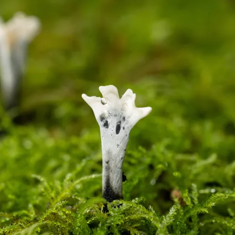 Candlesnuff fungus in the moss — Nicolas Marincic