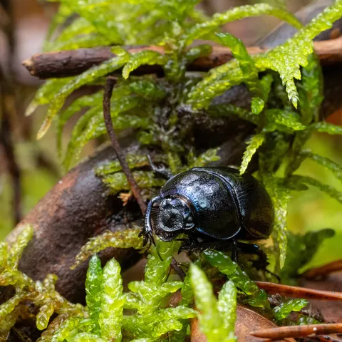 Dung beetle in the moss — Nicolas Marincic