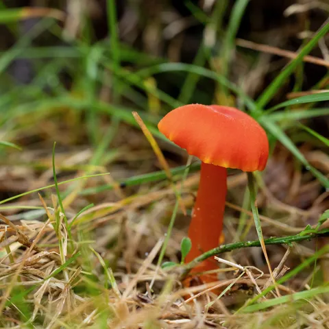 Red waxcap in the grass — Nicolas Marincic
