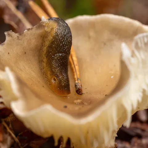 Slug inside a mushroom cap — Nicolas Marincic