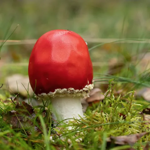 Young red amanita in the grass — Nicolas Marincic