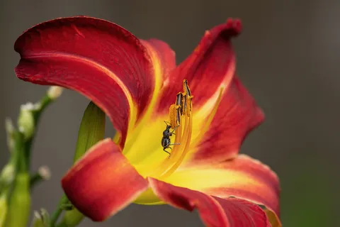 Insect at the heart of a daylily — Nicolas Marincic