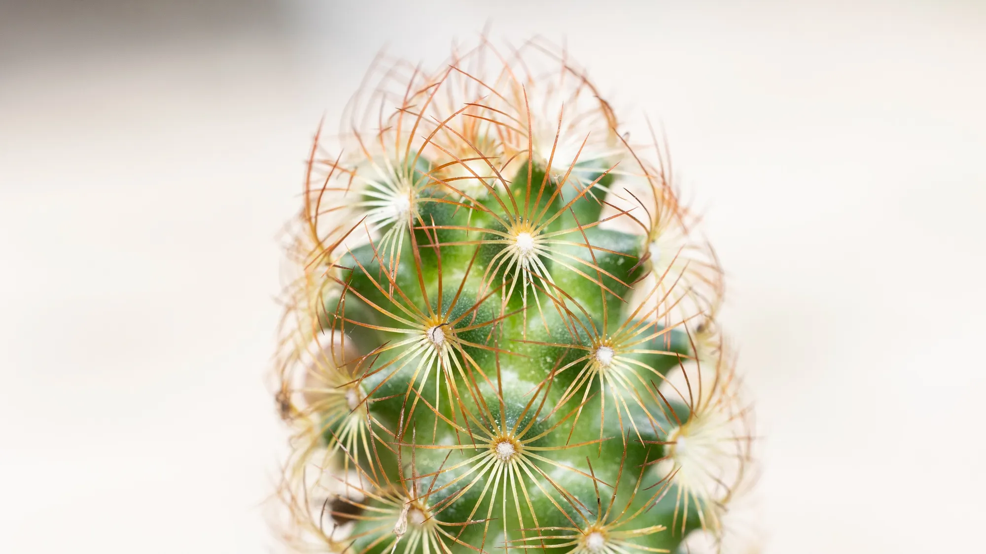 Spines of a mammillaria cactus — Nicolas Marincic