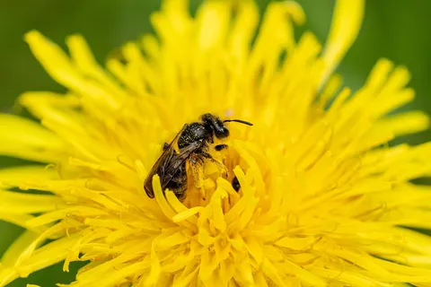 Bee on a dandelion flower — Nicolas Marincic