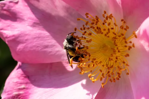 Bee in a dog rose — Nicolas Marincic