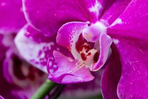 Purple orchid — Nicolas Marincic