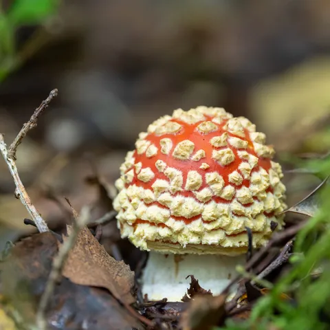 Fly agaric among fallen leaves — Nicolas Marincic