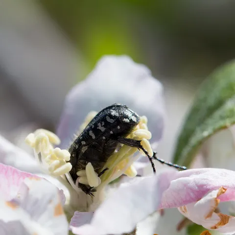Chafer beetle in a white flower — Nicolas Marincic