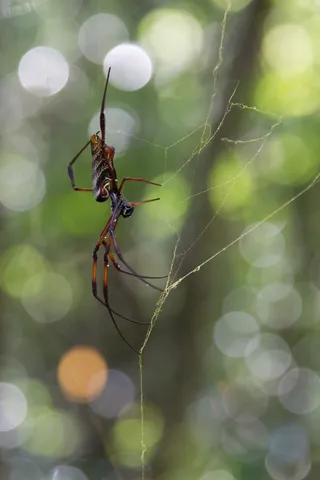 Spider at the centre of its web — Nicolas Marincic