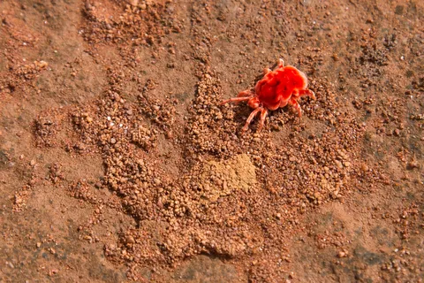 Red velvet mite — Nicolas Marincic