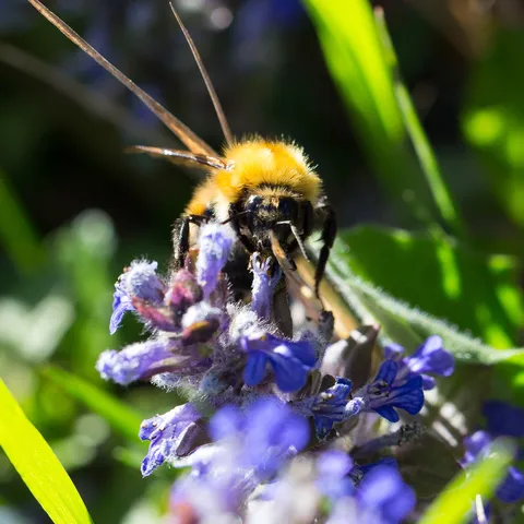 Bumblebee feeding on blue flowers — Nicolas Marincic