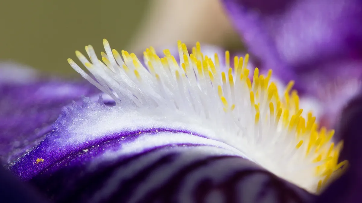 Beard of a purple iris — Nicolas Marincic