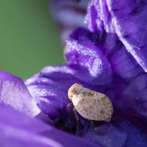 Planthopper on a purple petal — Nicolas Marincic