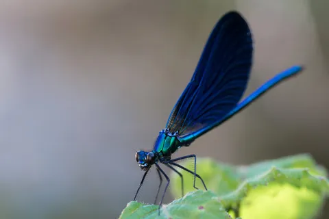 Banded demoiselle — Nicolas Marincic