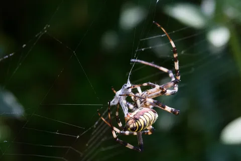 Wasp spider — Nicolas Marincic