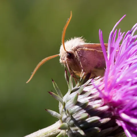 Moth on a thistle — Nicolas Marincic