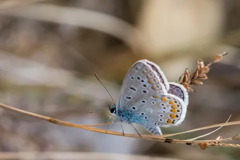Blue butterfly on a dry grass stem — Nicolas Marincic