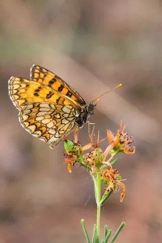 Fritillary on an orange flower — Nicolas Marincic