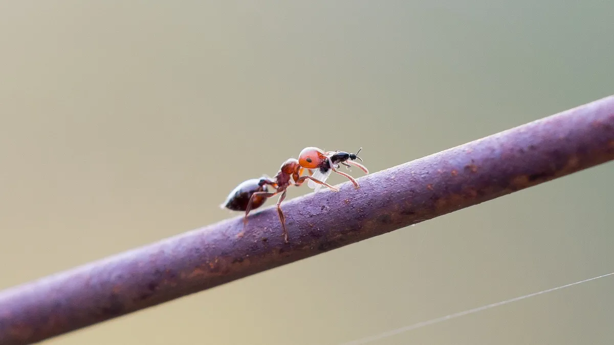 Ant on a stem — Nicolas Marincic