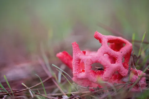 Red cage fungus — Nicolas Marincic
