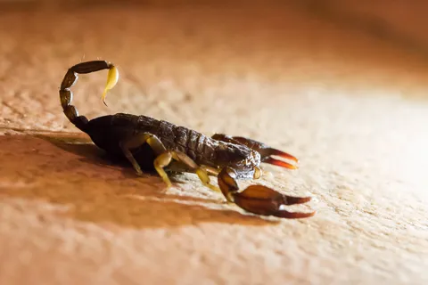 Scorpion on the sand — Nicolas Marincic