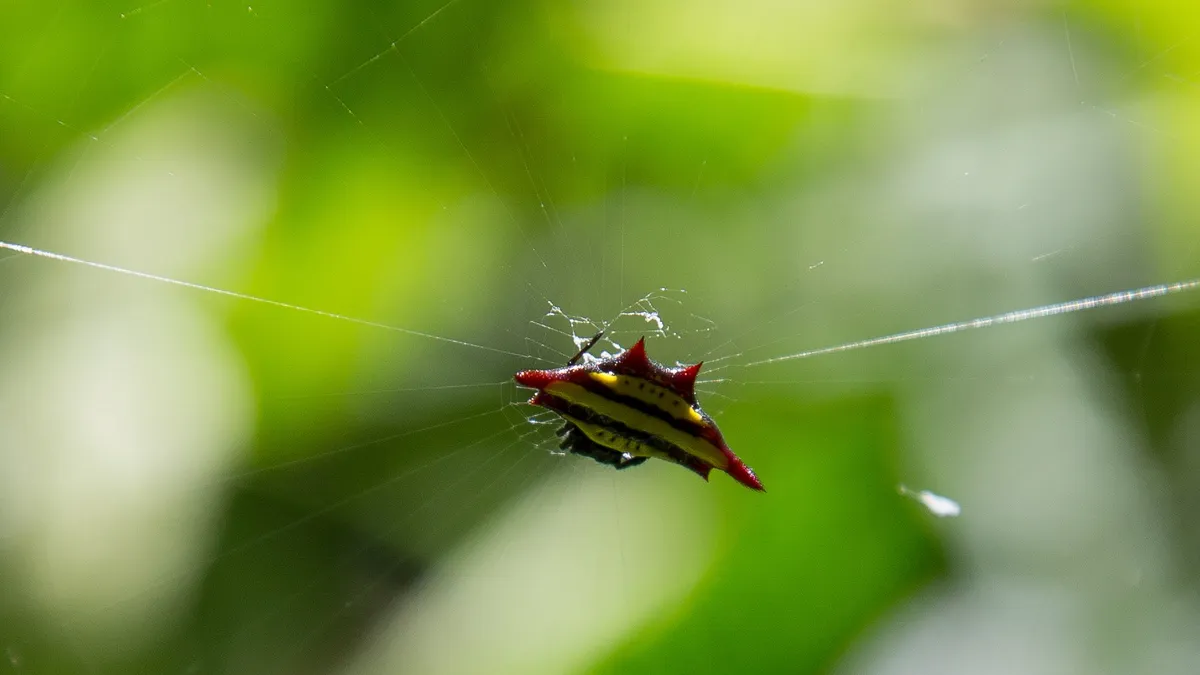 Spiny orb-weaver — Nicolas Marincic