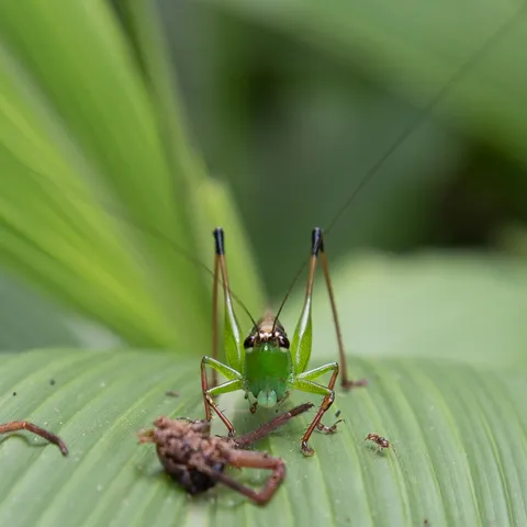 Green bush cricket on a leaf — Nicolas Marincic