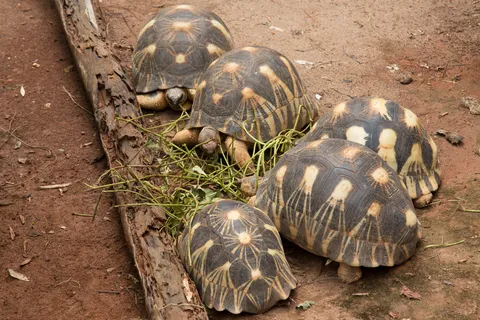Radiated tortoises, Madagascar — Nicolas Marincic