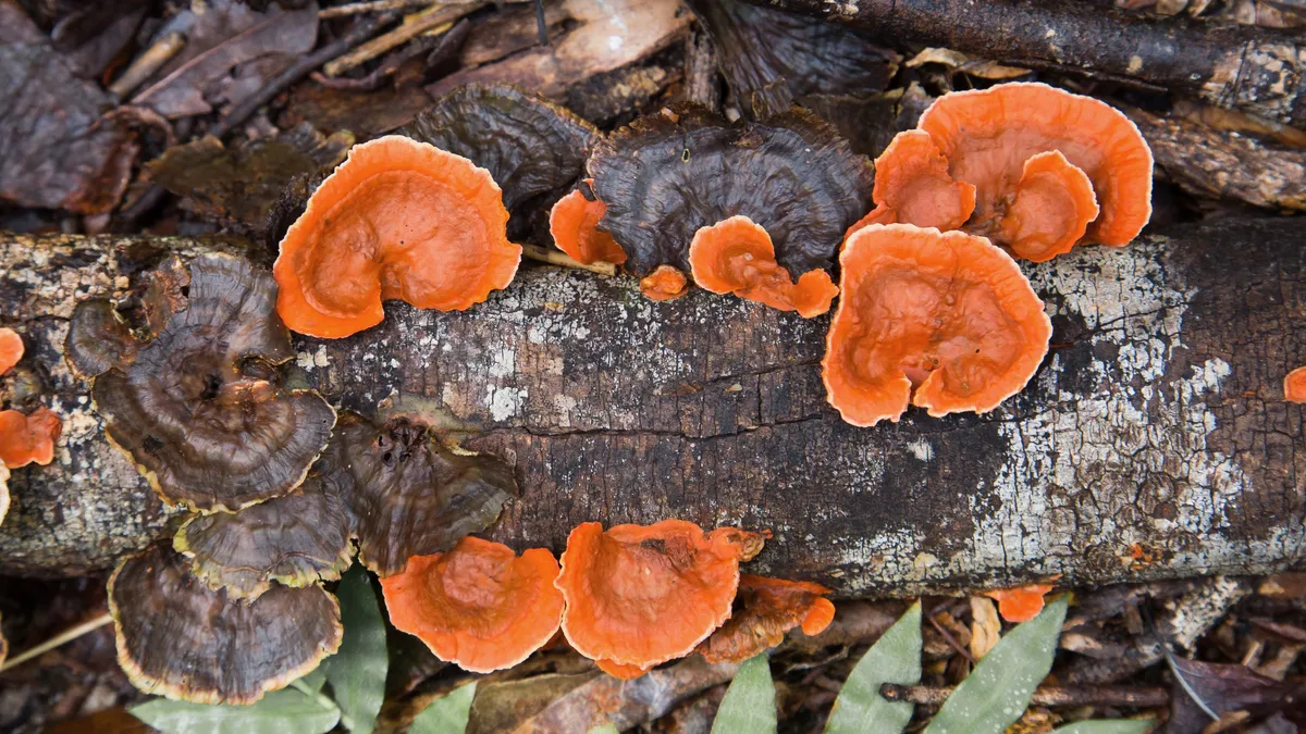 Orange bracket fungi on a log, Madagascar — Nicolas Marincic