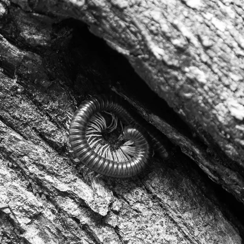 Coiled millipede in tree bark, Madagascar — Nicolas Marincic