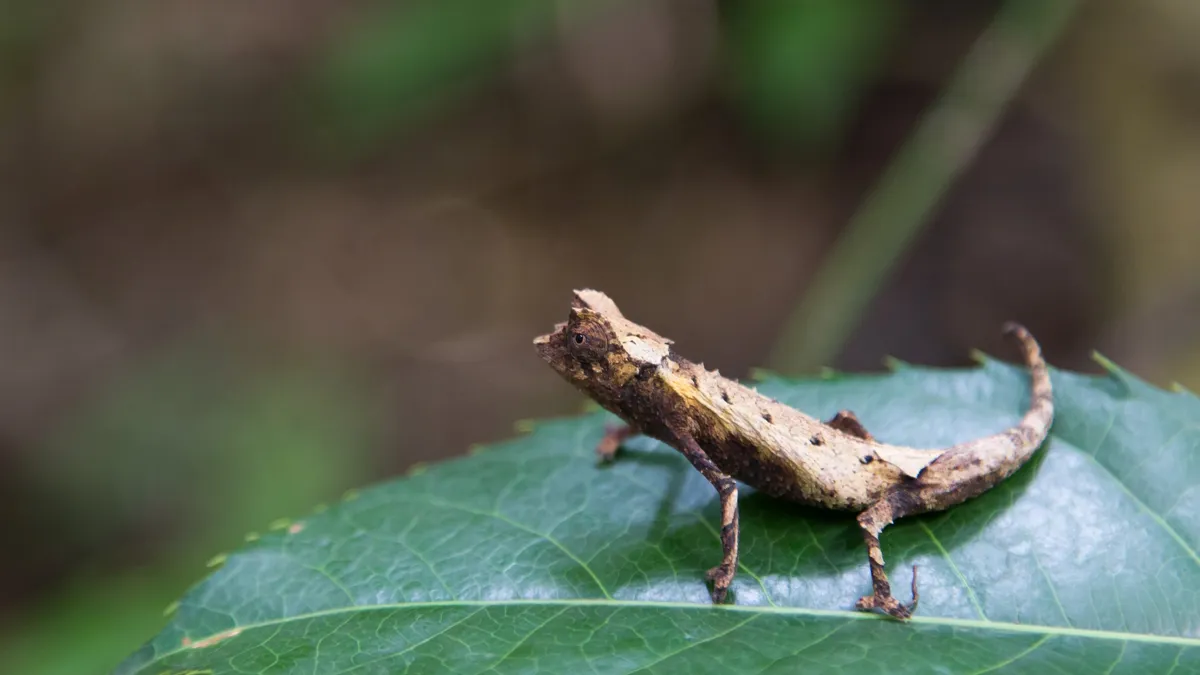 Brookesia, one of the smallest chameleons, Madagascar — Nicolas Marincic