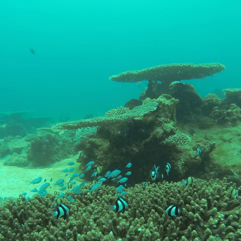 Table corals and damselfish, Nosy Be, Madagascar — Nicolas Marincic