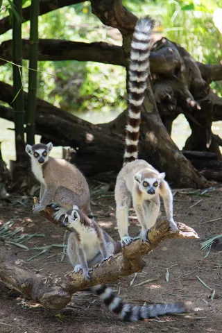 Ring-tailed lemurs on a branch, Nosy Be, Madagascar — Nicolas Marincic
