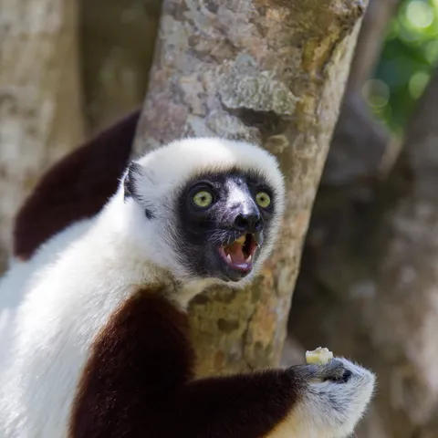 Coquerel’s sifaka calling, Madagascar — Nicolas Marincic