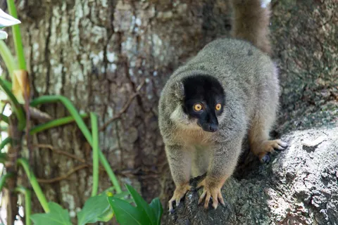 Common brown lemur against a trunk, Madagascar — Nicolas Marincic